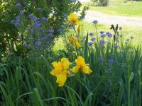 Flowers2011010.jpg
