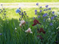 Flowers2011011.jpg
