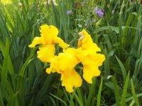 Flowers2011012.jpg