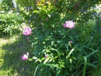 Flowers2011013.jpg