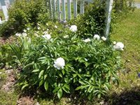 Flowers2011014.jpg