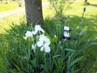 Flowers2011015.jpg