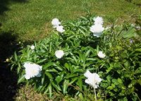 Flowers2011016.jpg