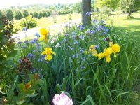 Flowers2011017.jpg