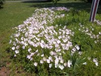 Flowers2011019.jpg