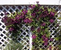 Flowers2011020.jpg