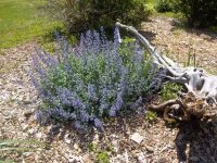 Flowers2011025.jpg
