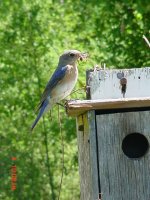 Blue Birds 012.JPG