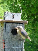 Blue Birds 013.JPG