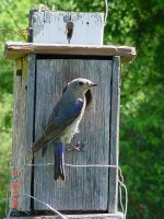 Blue Birds 014.JPG