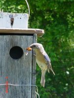 Blue Birds 015.JPG