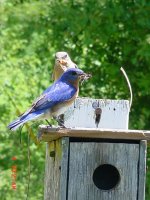 Blue Birds 016.JPG