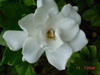 Summer Flower's 2011 004.JPG