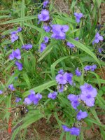 Summer Flower's 2011 013.JPG