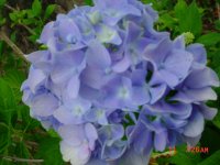 Summer Flower's 2011 008.JPG