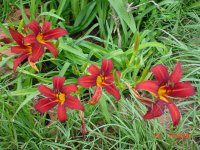 Summer Flower's 2011 017.JPG