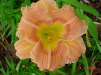 Summer Flower's 2011 020.JPG