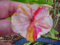 Summer Flower's 2011 007.JPG