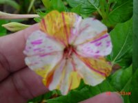 Summer Flower's 2011 018.JPG