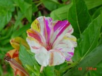 Summer Flower's 2011 024.JPG