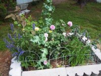 Roses-Sage2.jpg