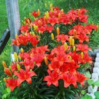 Lilies3org[1].jpg