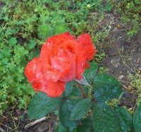 Rose-3-org.jpg