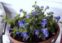 Flowers5-15-2011022.jpg