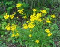 Yellowflower.jpg