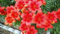 Lilies6org.jpg