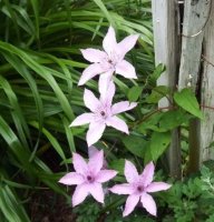 Flowers-5-21-2011  1.jpg