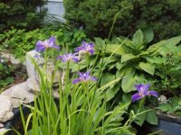 Flowers-5-21-2011  2.jpg