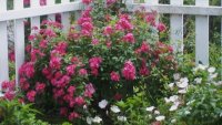 Flowers-5-21-2011  3.jpg