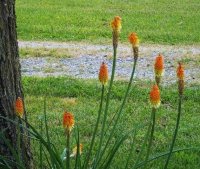 Flowers-5-21-2011  4.jpg