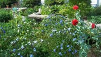 Ducks--5-25-2011  5.jpg