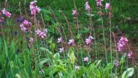 Ducks--5-25-2011  9.jpg