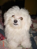 Saban  and flowers 005.JPG