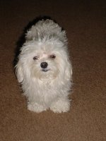 Saban  and flowers 010.JPG