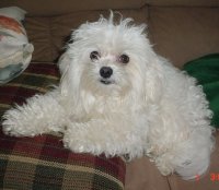 Saban  and flowers 011.JPG