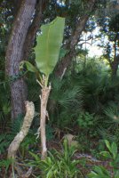 Tall Banana.jpg