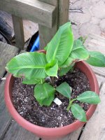 lastest banana tree 002 (2) EM.jpg