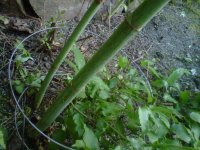 IMG00069-20110531-2011.jpg