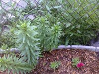 PRE_2011-06-04-202839.jpg