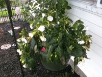 PRE_2011-06-06-203522.jpg
