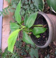 banana tree on father's day 001 (2)    EM.jpg