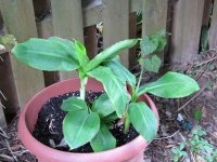 banana tree on father's day 002 (2)  EM.jpg