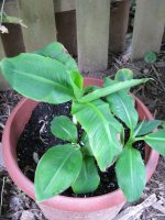 banana tree on father's day 004 (2)   EM.jpg