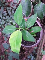 banana tree on father's day 006 (2)  EM.jpg