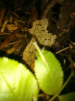 PRE_2011-06-18-204859.jpg