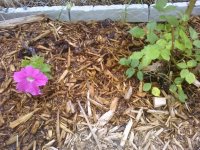 PRE_2011-06-18-205103.jpg